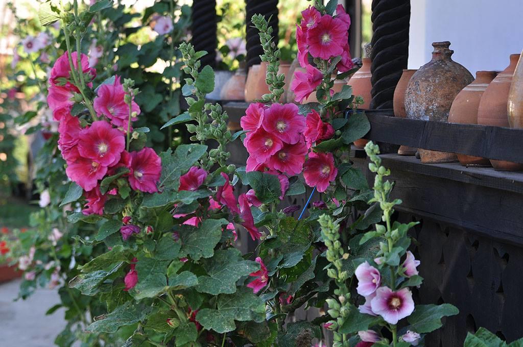 Bed & Breakfast Popamuseum Tarpesti Strada Muzeului Nr 28 Tîrpeşti Eksteriør bilde